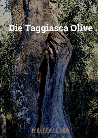 TRQ_Mag_Die_Taggiasca_Olive