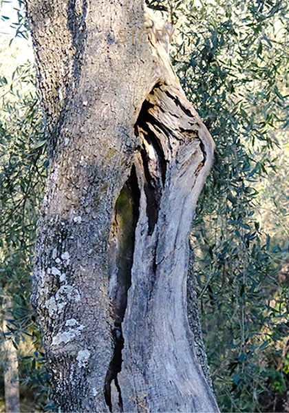 Die Taggiasca Olive