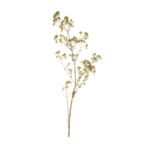 oregano_1