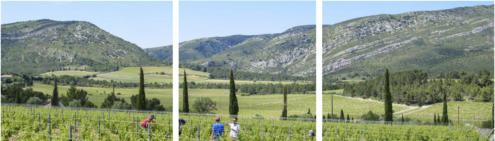 Domaines-Auriol-beitrag-3